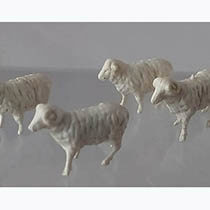 D81 - 4 onbeschilderde schapen